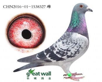 15.速霸龙血系.1538327