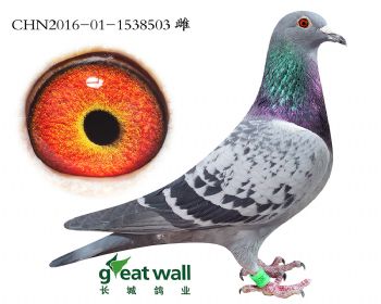 16.考夫曼血系.1538503