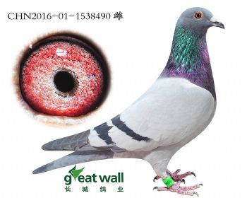 17.灰王子近血孙.1538490