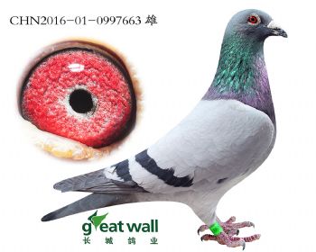 18.奥林匹克03孙代.0997663