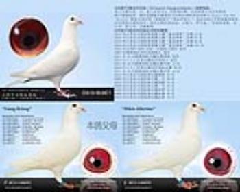 白鸽比利时凡格米内1雌(16607)