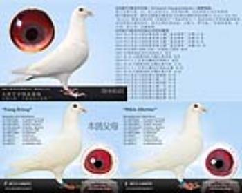 白鸽比利时凡格米内2雄(16620)