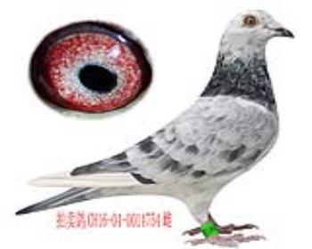 爱亚卡普VIP飞鹰号(冬利奥银影飞鹰)1雌(16754)