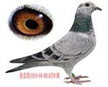 VIP飞鹰号爱亚卡普(冬利奥银影飞鹰)雄2(16578)