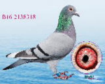 电脑戈马利原环318
