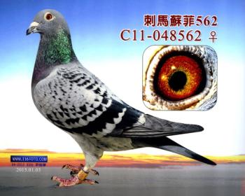 刺马苏菲562