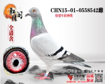 WHZBھ 0558542