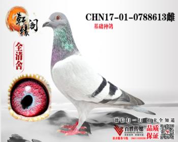 WHZBھ0788613