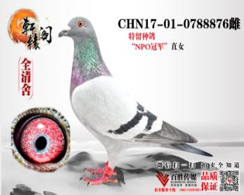 NPOھֱŮ0788876
