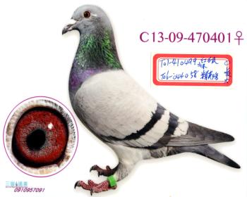 精英红狐401