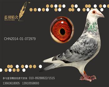 吐尼尔979