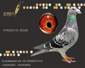 詹森克拉克