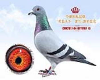 〖中奥国际铭鸽〗“共赢天下”0778167