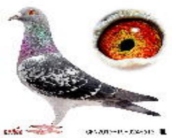 2ιھ2ǾšX725ﲮھ