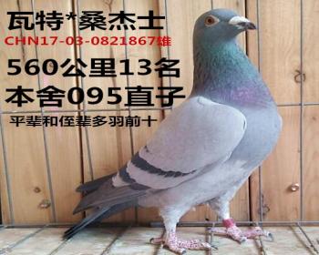 56013*ɣʿ867