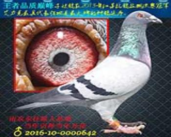 1 ھƽ