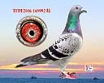 tѪ