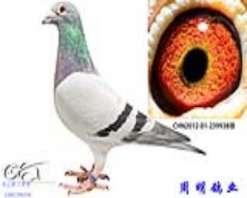 鹫136