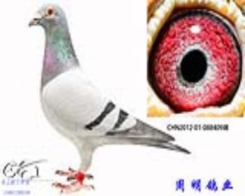 61ֱŮ