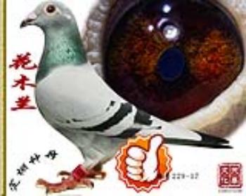 ľ      غ229-17